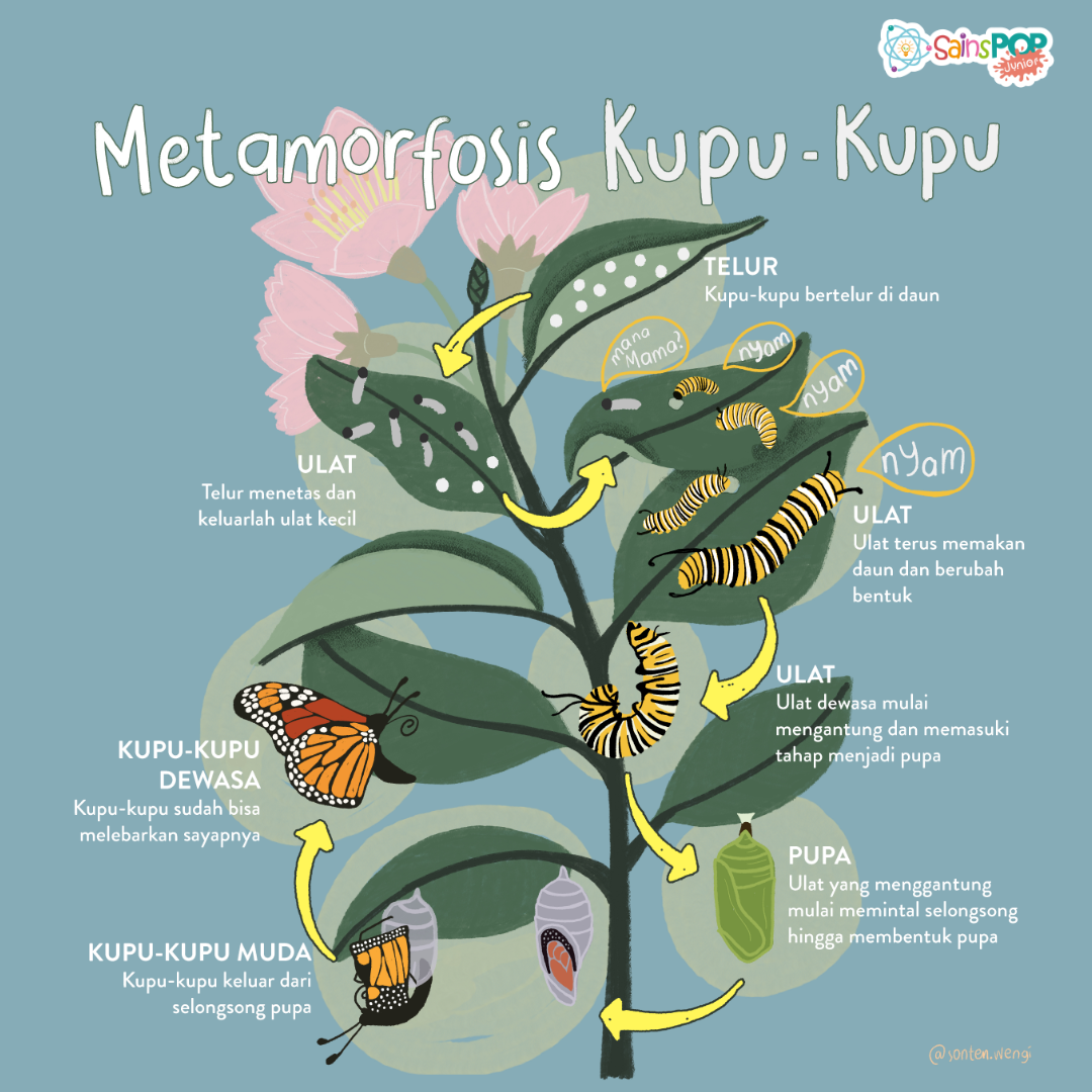 Metamorfosis, Transformasi Bentuk Makhluk Hidup SainsPop Junior