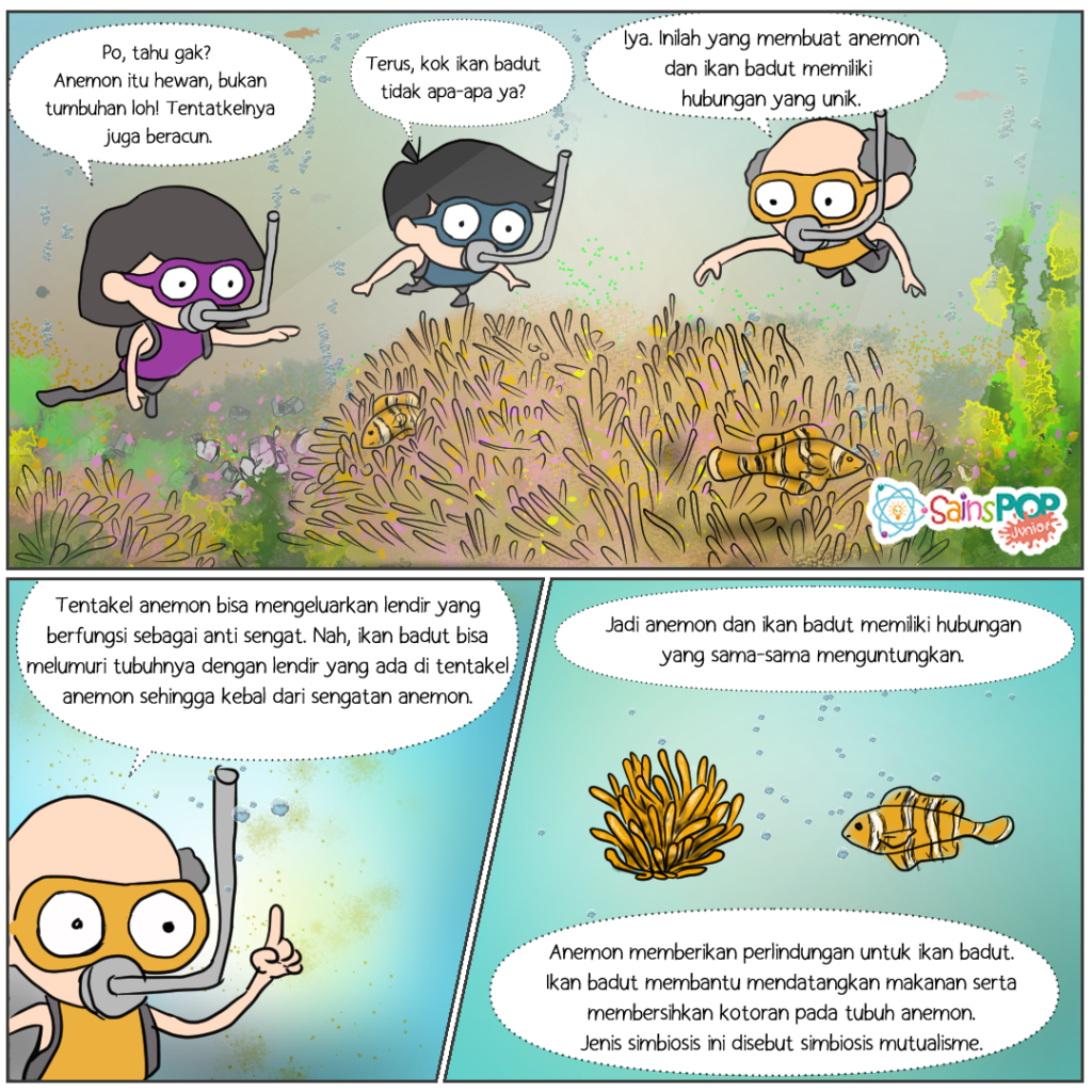 komik sasa popo tentang simbiosis pada anemon dan ikan badut
