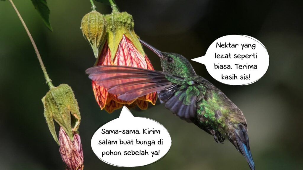 Burung kolibri yang menghisap nektar dan membantu penyerbukan. Contoh simbiosis mutualisme