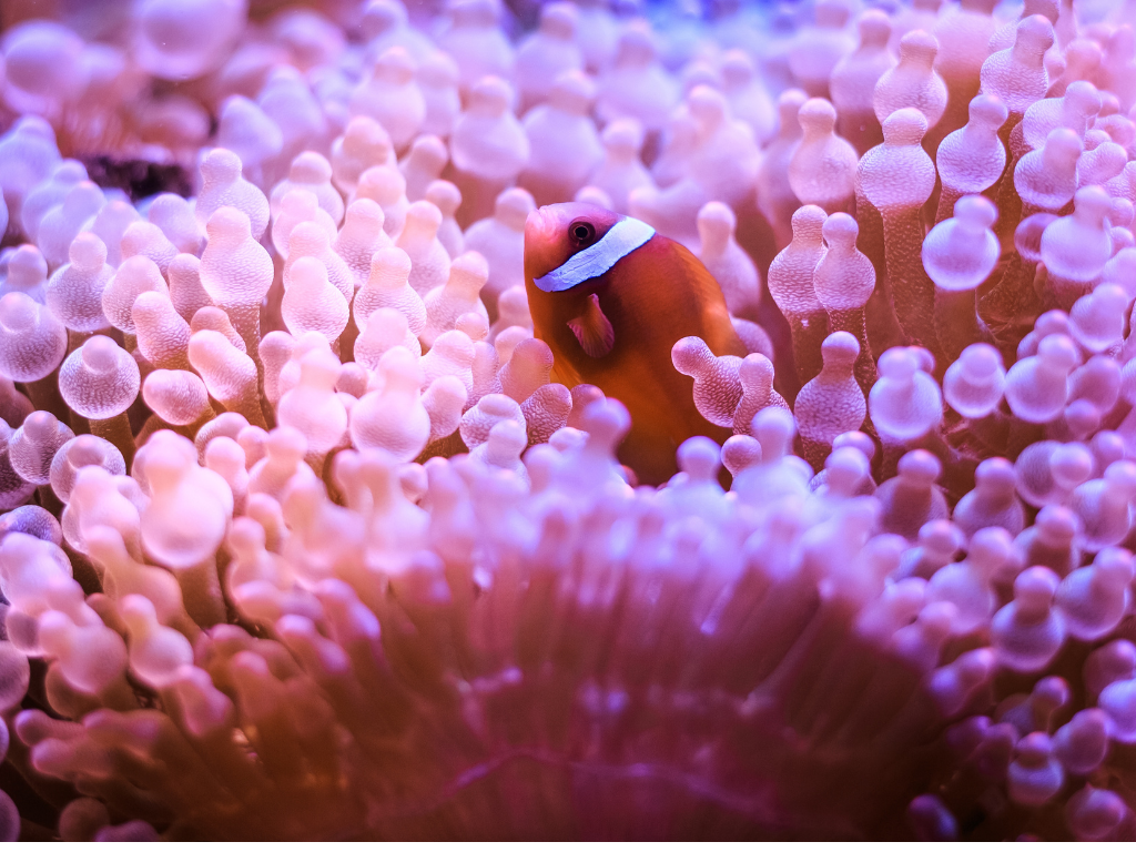 foto ikan badut yang bersembunyi di balik anemon