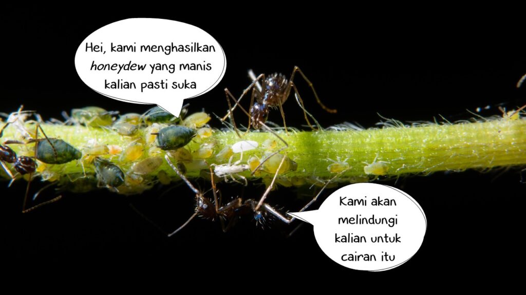 Semut yang melindungi kutu daun (aphid). Contoh simbiosis mutualisme