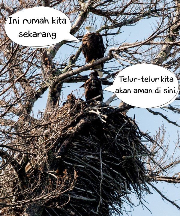 Burung elang yang membuat sarang di atas pohon, contoh simbiosis komensalisme.