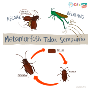Apa Perbedaan Metamorfosis Sempurna dan Tidak Sempurna? - SainsPop Junior