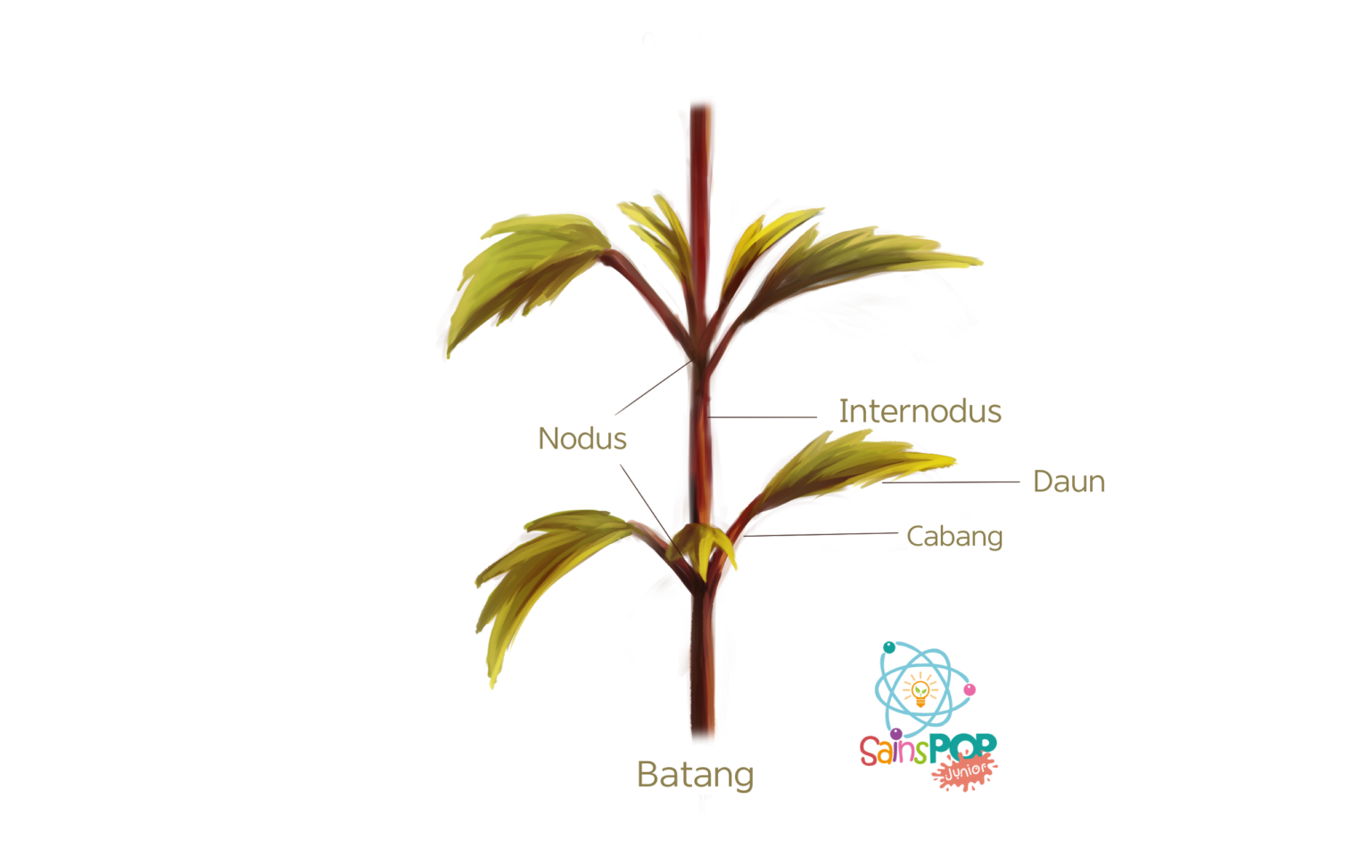 Batang Tumbuhan, Sumbu Tanaman yang Memiliki Peran Penting SainsPop
