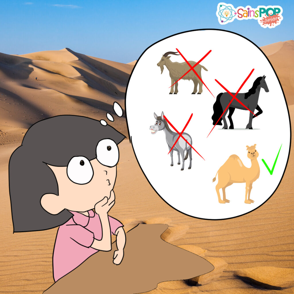 Popo sedang membayangkan beberapa hewan seperti kuda, keledai, kambing atau sapi. Apakah hewan-hewan ini bisa digunakan sebagai alat transportasi di gurun dalam jangka waktu yang lama? 